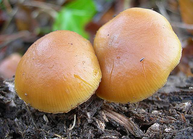 Galerina primaverile